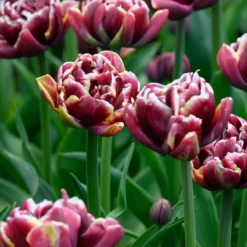 Tulip 'Wyndham' -UK Garden Plants Sales 2024 tulip wyndham 3 scaled