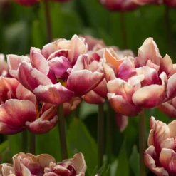 Tulip 'Wyndham' -UK Garden Plants Sales 2024 tulip wyndham 4 scaled