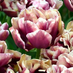 Tulip 'Wyndham'