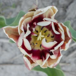 Tulip 'Wyndham' -UK Garden Plants Sales 2024 tulip wyndham 6 scaled