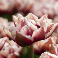 Tulip 'Wyndham' -UK Garden Plants Sales 2024 tulip wyndham 7 scaled