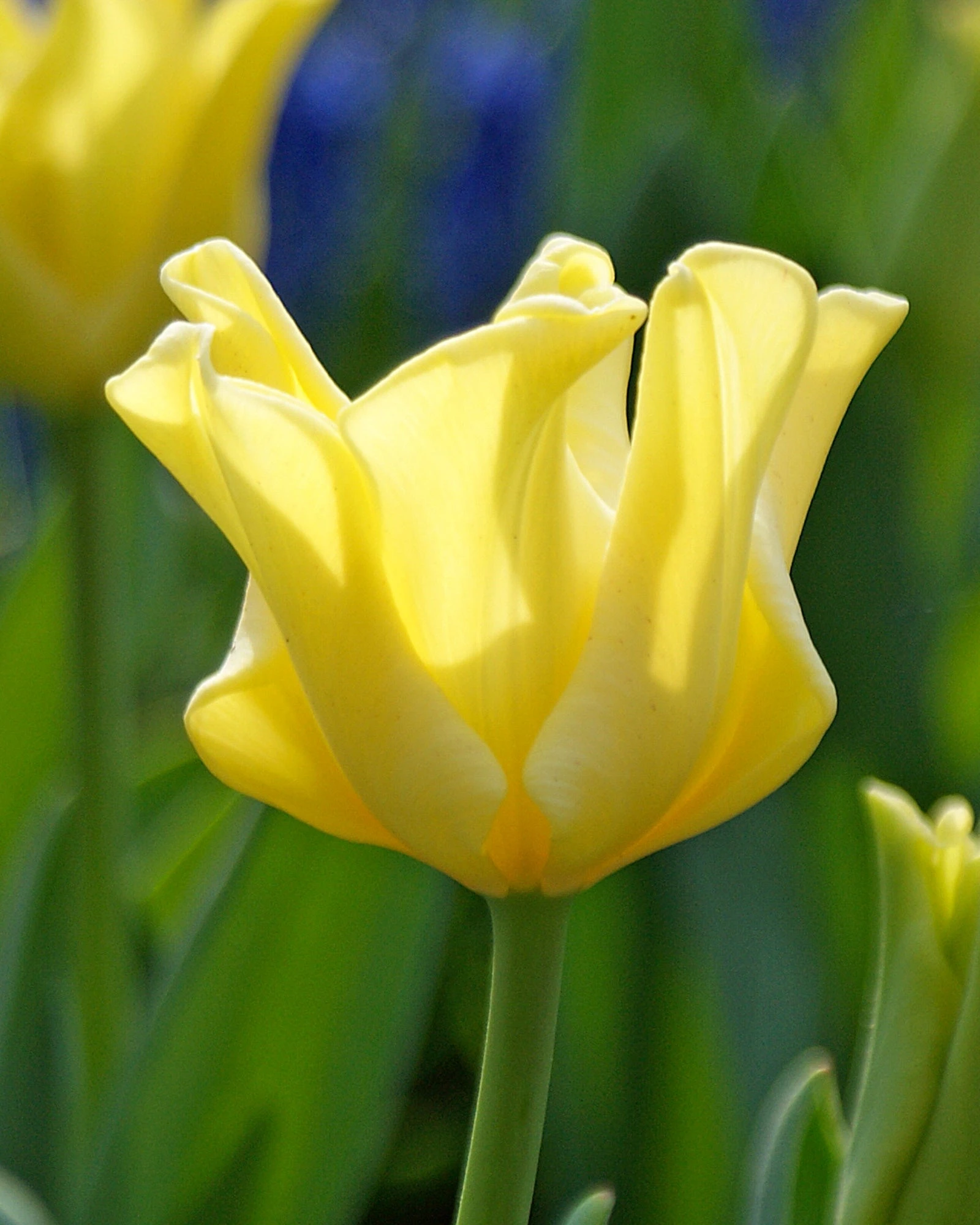 Tulip 'Yellow Crown' 4 Tulip 'Yellow Crown' - Image 2
