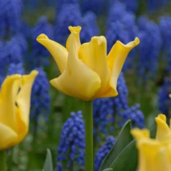 Tulip 'Yellow Crown' 16 Tulip 'Yellow Crown' -UK Garden Plants Sales 2024 tulip yellow crown 2