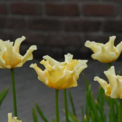 Tulip 'Yellow Crown' 15 Tulip 'Yellow Crown' -UK Garden Plants Sales 2024 tulip yellow crown 3
