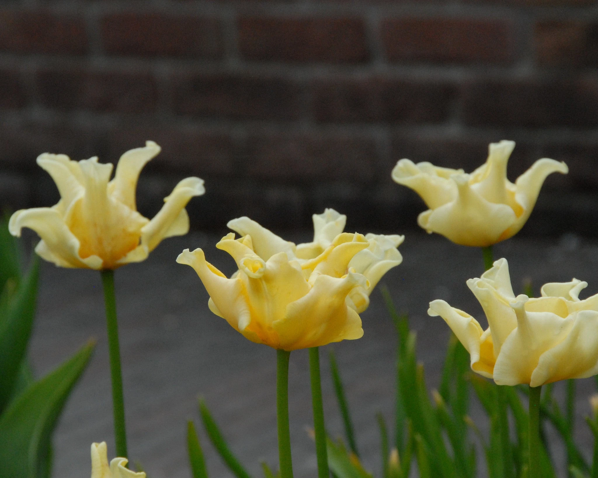 Tulip 'Yellow Crown' 8 Tulip 'Yellow Crown' - Image 6