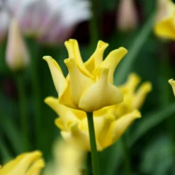 Tulip 'Yellow Crown' 17 Tulip 'Yellow Crown' -UK Garden Plants Sales 2024 tulip yellow crown 5 scaled