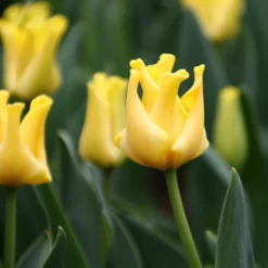 Tulip 'Yellow Crown' 14 Tulip 'Yellow Crown' -UK Garden Plants Sales 2024 tulip yellow crown 6