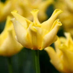 Tulip 'Yellow Crown' 12 Tulip 'Yellow Crown' -UK Garden Plants Sales 2024 tulip yellow crown 6 a0d485f8 7073 4266 8b3c f6ade9560ae4 scaled