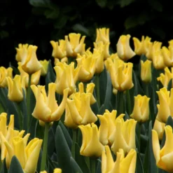 Tulip 'Yellow Crown' 13 Tulip 'Yellow Crown' -UK Garden Plants Sales 2024 tulip yellow crown 7