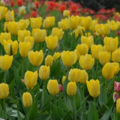 Tulip 'Yellow Emperor' -UK Garden Plants Sales 2024 tulip yellow purissima 2