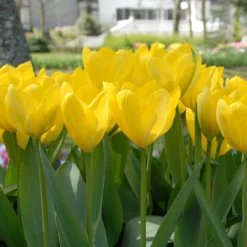 Tulip 'Yellow Emperor' -UK Garden Plants Sales 2024 tulip yellow purissima 4