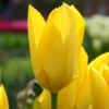 Tulip 'Yellow Emperor' -UK Garden Plants Sales 2024 tulip yellow purissima 4 06ea9d7b cb6d 4e6b 8828 a495bce4f410