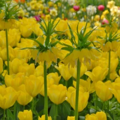 Tulip 'Yellow Emperor' -UK Garden Plants Sales 2024 tulip yellow purissima 5
