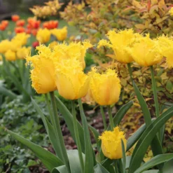 Tulip 'Yellow Valery' 16 Tulip 'Yellow Valery' -UK Garden Plants Sales 2024 tulip yellow valery 00 scaled