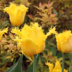 Tulip 'Yellow Valery' 14 Tulip 'Yellow Valery' -UK Garden Plants Sales 2024 tulip yellow valery 01 scaled
