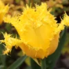 Tulip 'Yellow Valery' -UK Garden Plants Sales 2024 tulip yellow valery 02 scaled