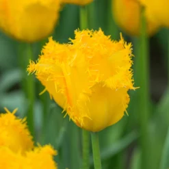 Tulip 'Yellow Valery' 17 Tulip 'Yellow Valery' -UK Garden Plants Sales 2024 tulip yellow vallery 1
