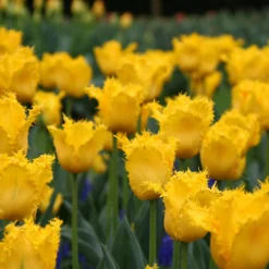 Tulip 'Yellow Valery' 15 Tulip 'Yellow Valery' -UK Garden Plants Sales 2024 tulip yellow vallery 7