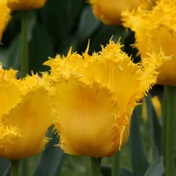 Tulip 'Yellow Valery' 13 Tulip 'Yellow Valery' -UK Garden Plants Sales 2024 tulip yellow vallery 8