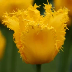 Tulip 'Yellow Valery' 12 Tulip 'Yellow Valery' -UK Garden Plants Sales 2024 tulip yellow vallery 9