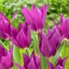 Tulip 'Yume No Murasaki' -UK Garden Plants Sales 2024 tulip yume no murasaki 1