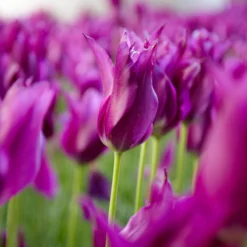Tulip 'Yume No Murasaki' -UK Garden Plants Sales 2024 tulip yume no murasaki 2