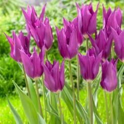 Tulip 'Yume No Murasaki' -UK Garden Plants Sales 2024 tulip yume no murasaki 3