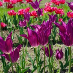 Tulip 'Yume No Murasaki' -UK Garden Plants Sales 2024 tulip yume no murasaki 5 scaled