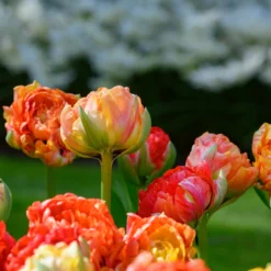 Tulip 'Gudoshnik Double' 17 Tulip 'Gudoshnik Double' -UK Garden Plants Sales 2024 tulipa gudoshnik double 1 scaled