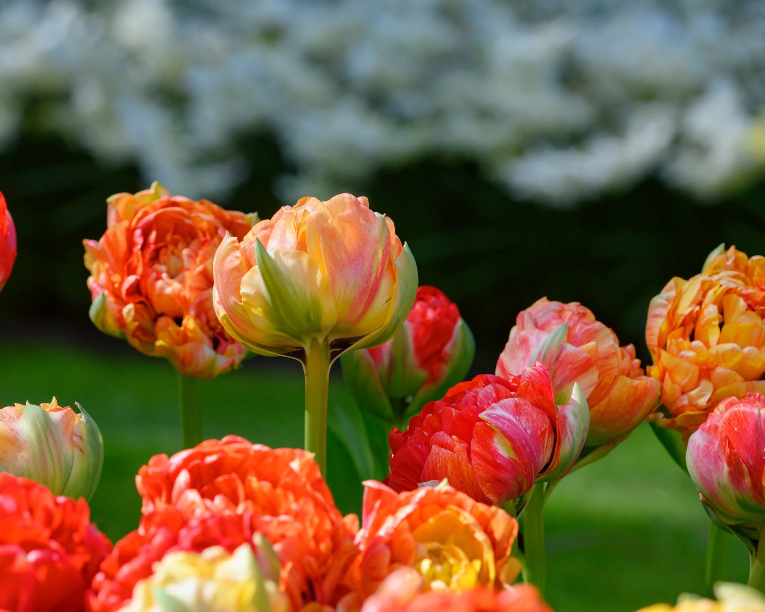 Tulip 'Gudoshnik Double' 5 Tulip 'Gudoshnik Double' - Image 3