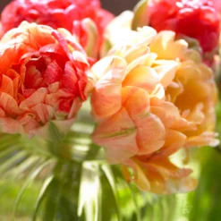 Tulip 'Gudoshnik Double' 20 Tulip 'Gudoshnik Double' -UK Garden Plants Sales 2024 tulipa gudoshnik double 11