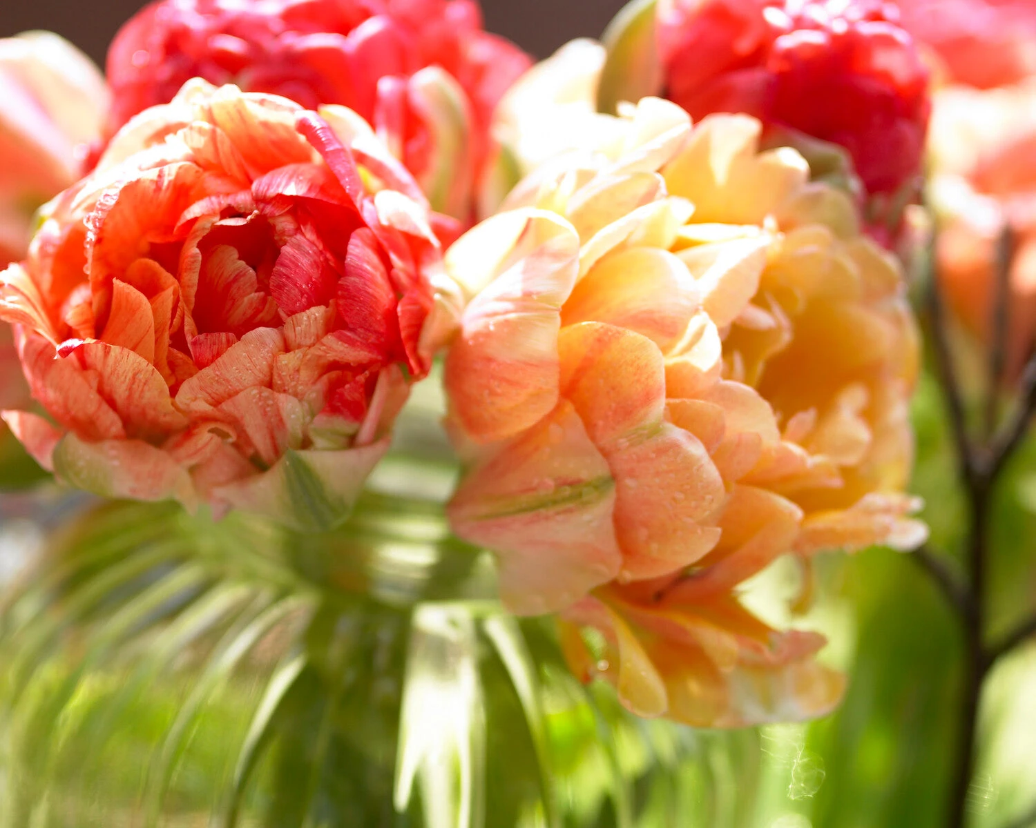 Tulip 'Gudoshnik Double' 8 Tulip 'Gudoshnik Double' - Image 6