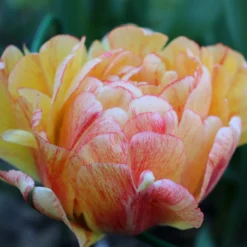 Tulip 'Gudoshnik Double' 27 Tulip 'Gudoshnik Double' -UK Garden Plants Sales 2024 tulipa gudoshnik double 13 scaled