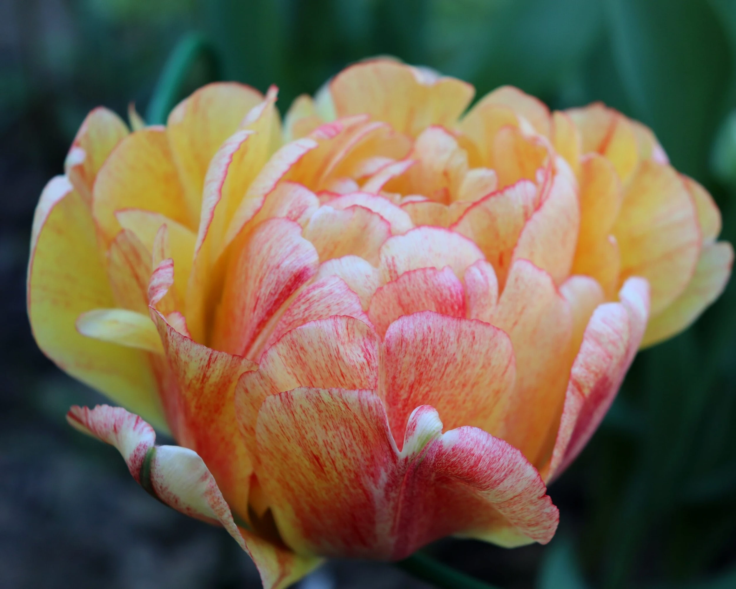 Tulip 'Gudoshnik Double' 15 Tulip 'Gudoshnik Double' - Image 13