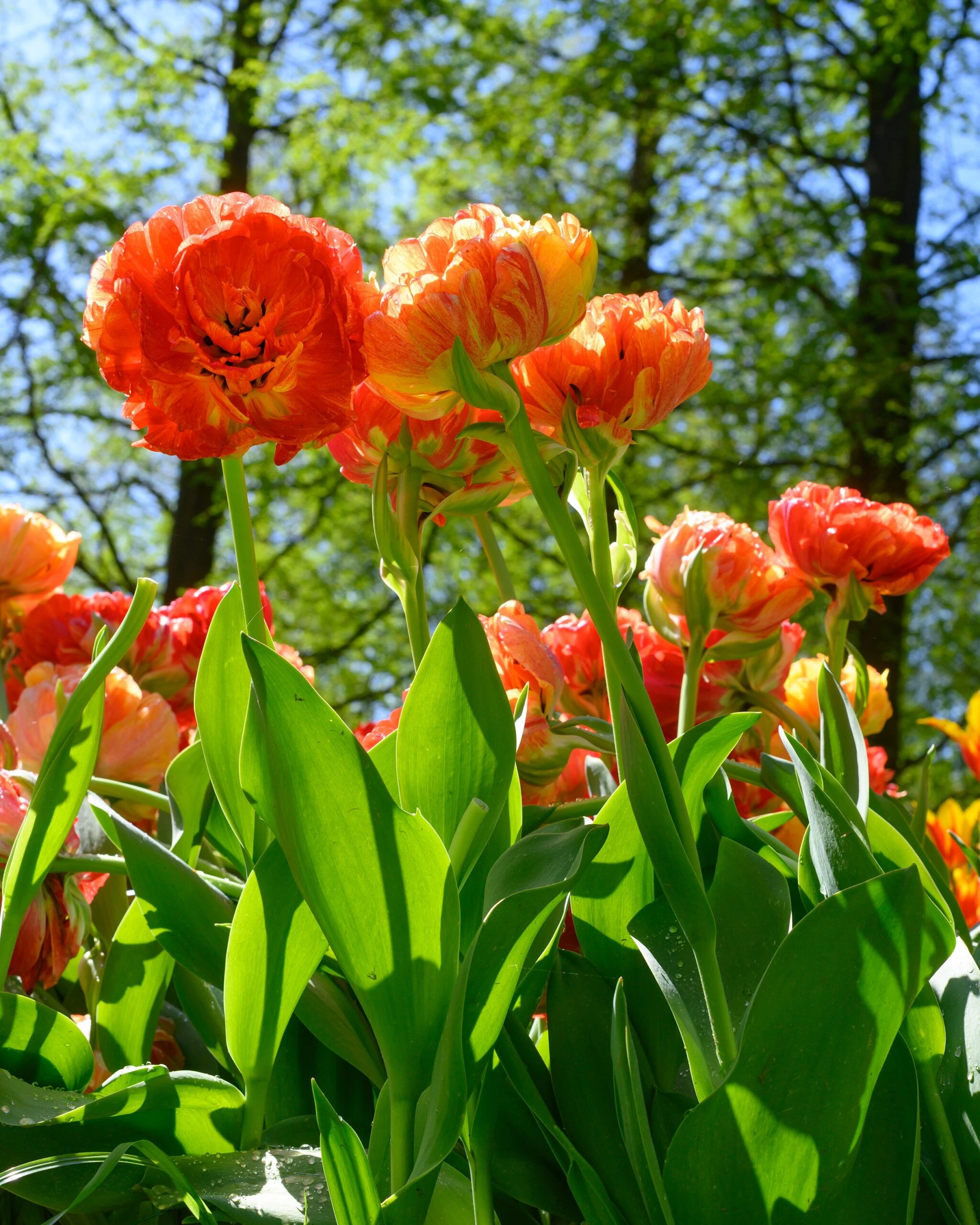 Tulip 'Gudoshnik Double' 11 Tulip 'Gudoshnik Double' - Image 9