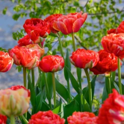 Tulip 'Gudoshnik Double' 24 Tulip 'Gudoshnik Double' -UK Garden Plants Sales 2024 tulipa gudoshnik double 3 scaled