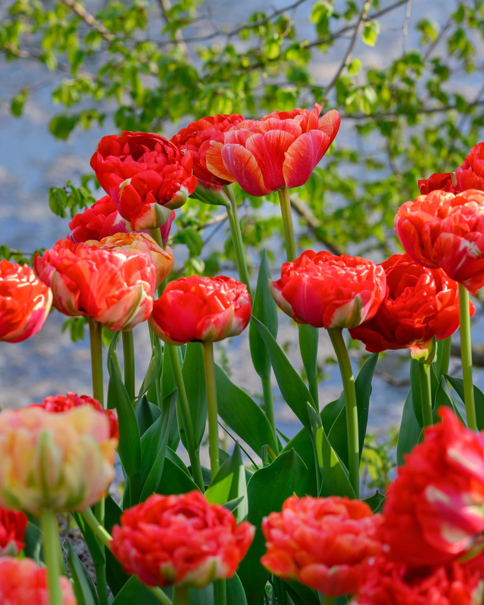 Tulip 'Gudoshnik Double' 12 Tulip 'Gudoshnik Double' - Image 10
