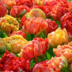 Tulip 'Gudoshnik Double' 22 Tulip 'Gudoshnik Double' -UK Garden Plants Sales 2024 tulipa gudoshnik double 5 scaled