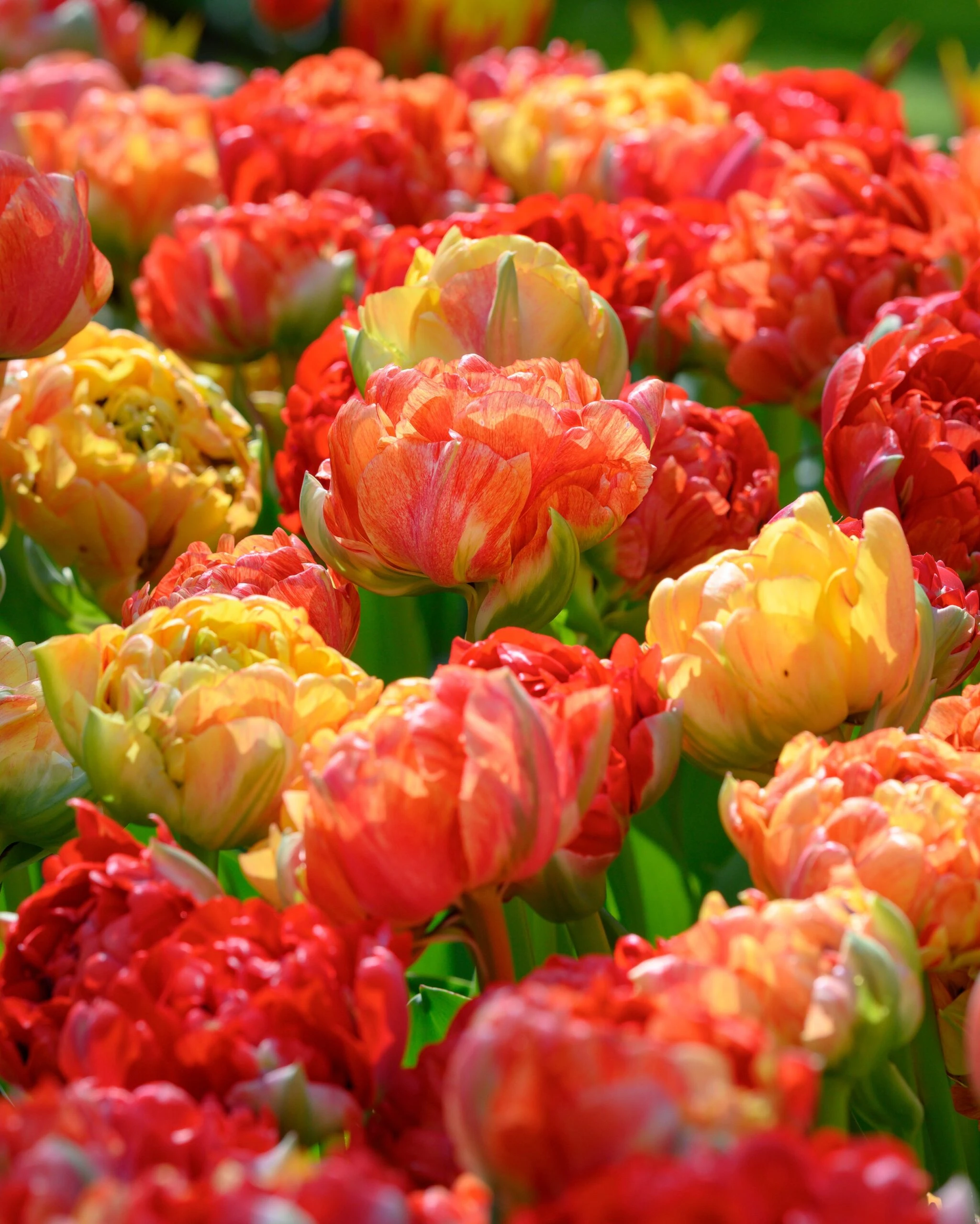 Tulip 'Gudoshnik Double' 10 Tulip 'Gudoshnik Double' - Image 8