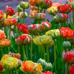 Tulip 'Gudoshnik Double' 18 Tulip 'Gudoshnik Double' -UK Garden Plants Sales 2024 tulipa gudoshnik double 7 scaled