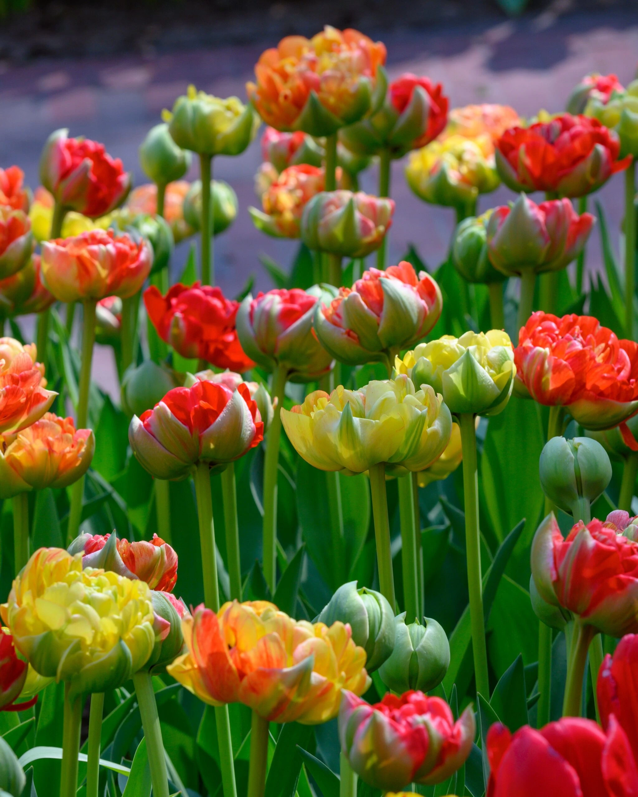 Tulip 'Gudoshnik Double' 6 Tulip 'Gudoshnik Double' - Image 4