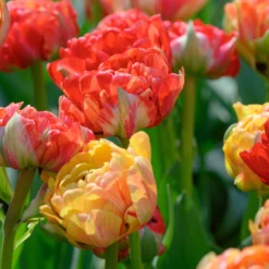 Tulip 'Gudoshnik Double' 19 Tulip 'Gudoshnik Double' -UK Garden Plants Sales 2024 tulipa gudoshnik double 9 scaled