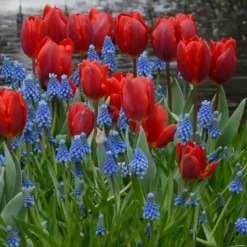 Tulip 'Couleur Cardinal' -UK Garden Plants Sales 2024 tullip couleur cardinal 1