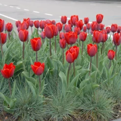 Tulip 'Couleur Cardinal' -UK Garden Plants Sales 2024 tullip couleur cardinal 2 scaled