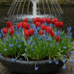 Tulip 'Couleur Cardinal' -UK Garden Plants Sales 2024 tullip couleur cardinal 3 scaled