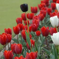 Tulip 'Couleur Cardinal' -UK Garden Plants Sales 2024 tullip couleur cardinal 4 scaled