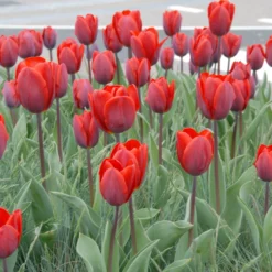 Tulip 'Couleur Cardinal' -UK Garden Plants Sales 2024 tullip couleur cardinal 5 scaled