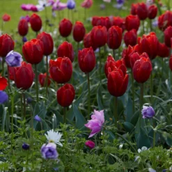 Tulip 'Couleur Cardinal' -UK Garden Plants Sales 2024 tullip couleur cardinal 6