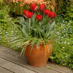 Tulip 'Couleur Cardinal' -UK Garden Plants Sales 2024 tullip couleur cardinal 7