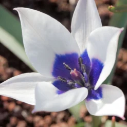 Tulip 'Coerulea Oculata Alba' -UK Garden Plants Sales 2024 tullip humilis coerulea oculata alba 1